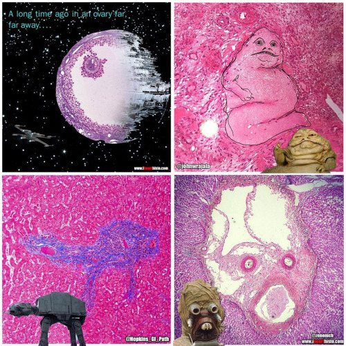 ✨ Happy Star Wars Day ✨May the Fourth be with you!i♡histoStar Wars histology from top left, clockwis