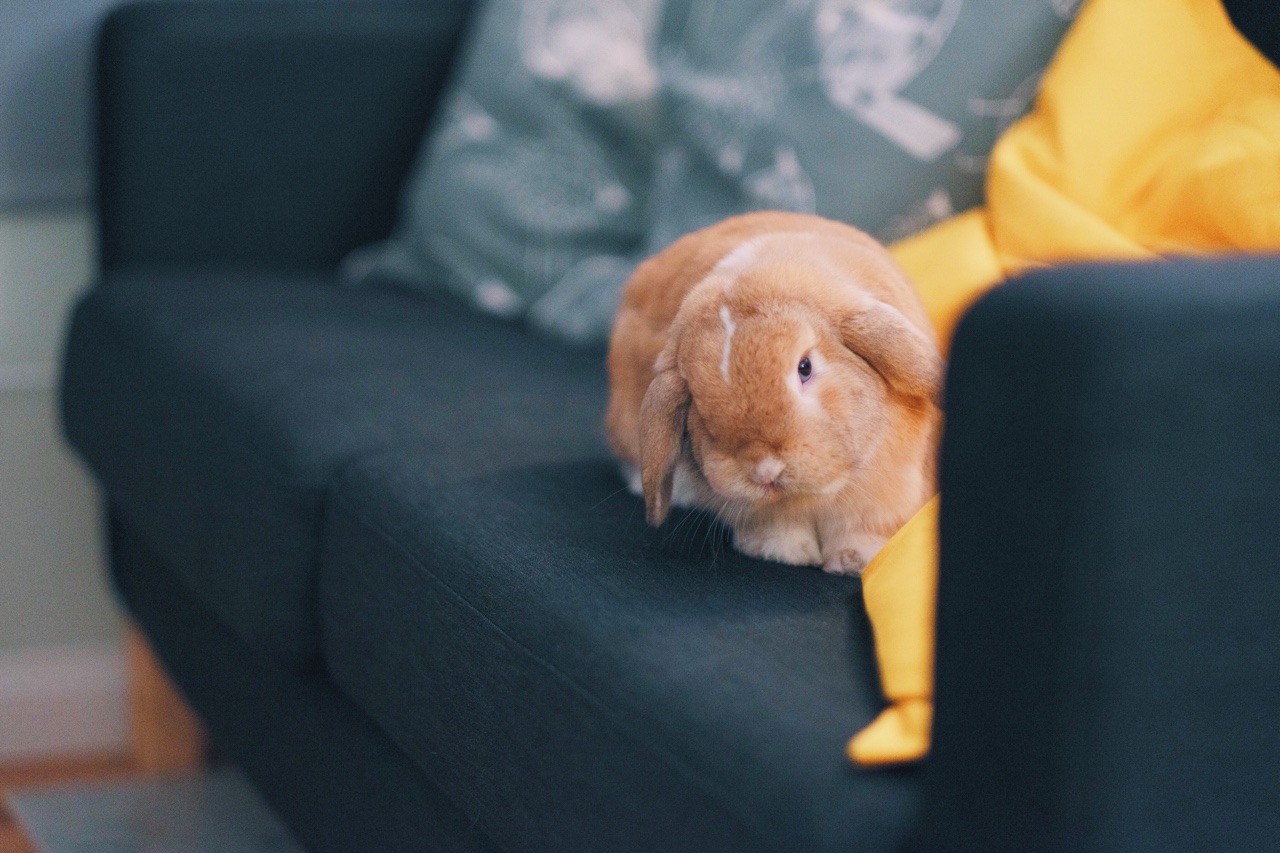 Hell Yeah Rabbits