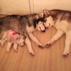 awwww-cute:  Love is everything!!! (Source: