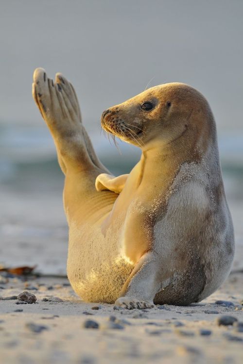 wildlifepower:   S-S-S-SEALS TIME!!! Pinnipeds adult photos