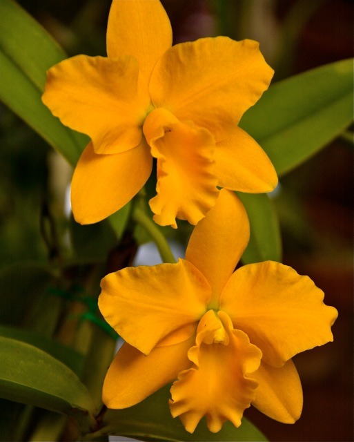 Cattleya hybrid
April Show table