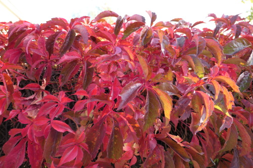 Parthenocissus inserta — thicket creeper a.k.a. woodbine