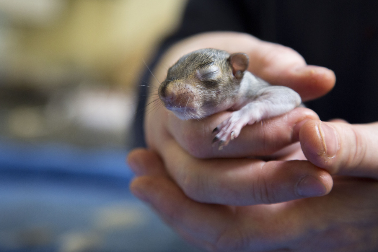 wildlifeaid: More new lives!  We had two baby squirrels admitted yesterday  after