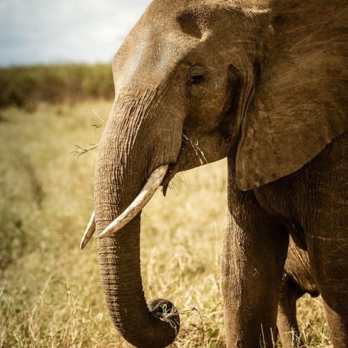 Tanzania - 2018
Tarangire National Parc
#tanzania #safari #bivouac #travel #travelphotography #tarangirenationalpark #sonya7rii (à Tarangire National Park)
https://www.instagram.com/p/BrPc1X1heMb/?utm_source=ig_tumblr_share&igshid=1lhw0uctr2fje