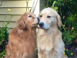 animal-factbook:  How one sided relationships feel like