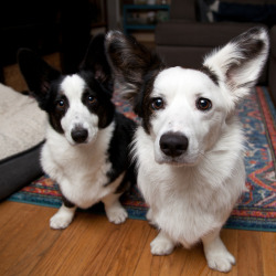 stormycorgis:Tricks for fish treats.  They love these treats.