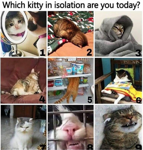 justcatposts:1 and 5