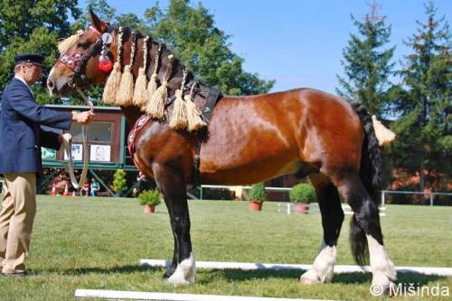 all-the-horses:1445 Streit2691 Streimur x 35/265 CharlottaNoriker, StallionBorn 2007