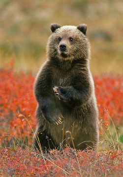 beautiful-wildlife:Kung Fu Grizzly Cub by Gary