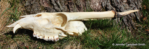 One of my favorite skulls in my collection, this is a Reeves&rsquo; muntjac (Muntiacus reevesi).