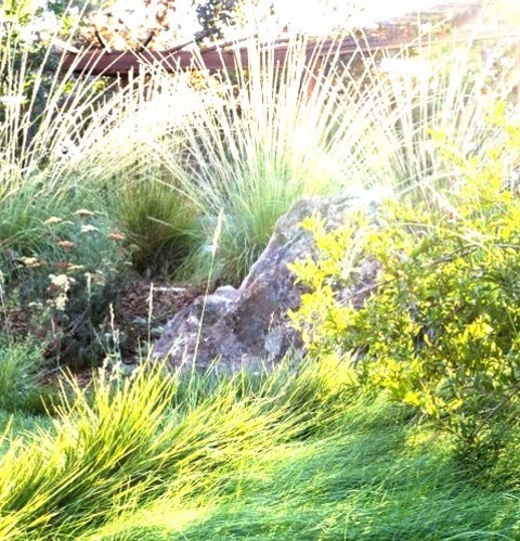 San Francisco Landscape