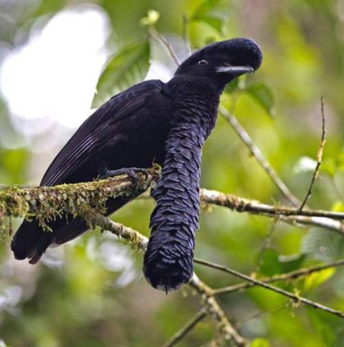 end0skeletal:The long-wattled umbrellabird (Cephalopterus penduliger) is a frugivorous Umbrellabird 