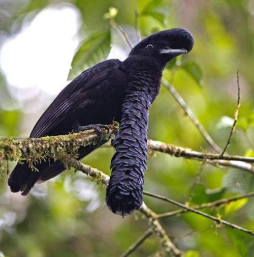 end0skeletal: The long-wattled umbrellabird (Cephalopterus penduliger) is a frugivorous  Umbrel