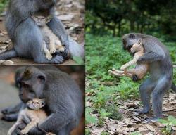 bestianatura:  This macaque adopted an abandoned cat…
