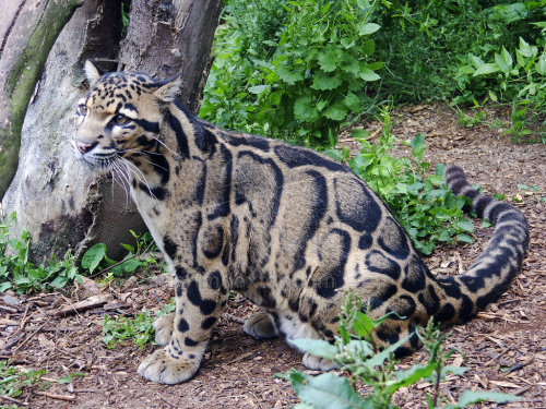catsbeaversandducks:  SAD NEWS: Clouded Leopards Declared Extinct in Taiwan After a century of rapid expansion throughout much of the wild parts of our world, we are beginning to better understand all of what was lost in the process. For the last thirteen