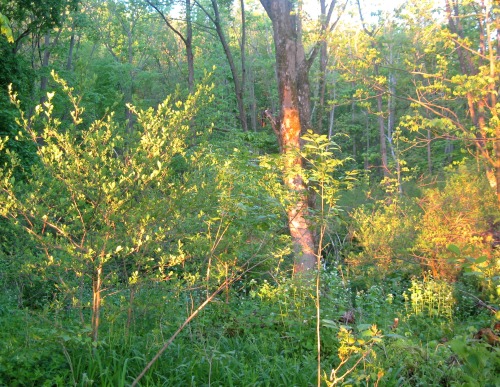 Enchanted moment, Black Rock woods.