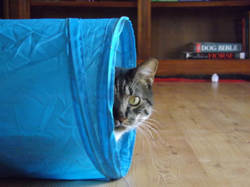 Tunnel playtime with Esther!