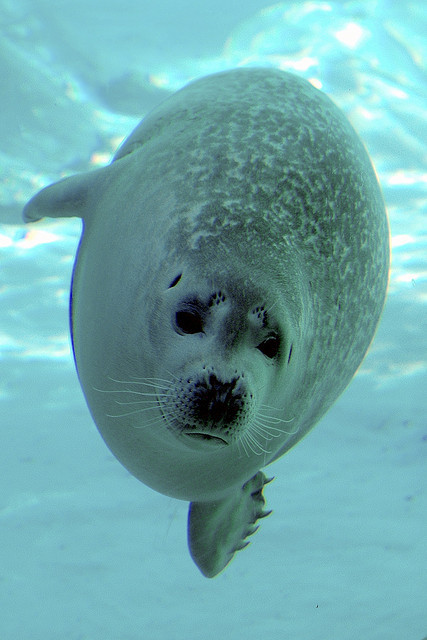 eartheir:  Harbour seal by ucumari on Flickr.