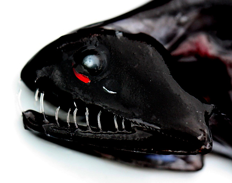 New Research: Bioluminescence Evolved Frequently in Fish