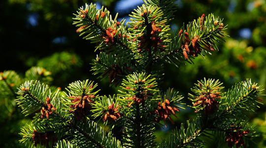 Ideal pine trees for marietta georgia yards include several vibrant robust and shapely species