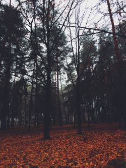 elizabeth-koshyk:  magnificent autumn