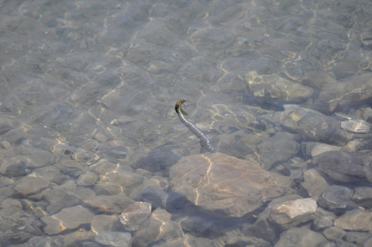 rate-my-reptile:  hunting-for-beasts:  This lil guy was just chillin’ in the water