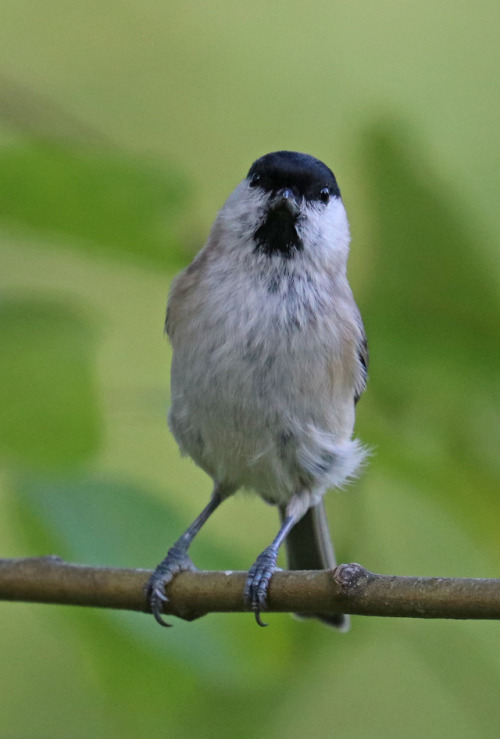 An alert willow tit/talltita.