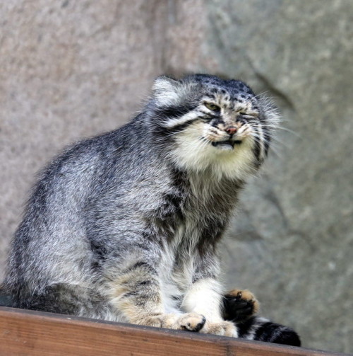 airyairyquitecontrary:mostlycatsmostly:The Pallas Cat.  (via mbibi)AWESOME CATS