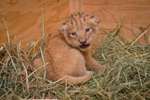 zooborns:  Oregon Zoo’s Lion Pride Grows  Neka, a 6-year-old African lion at the Oregon Zoo, gave birth to three healthy cubs on September 7. Veterinarians conducted their first examination of the 12-day-old cubs, and found that all three cubs are girls!