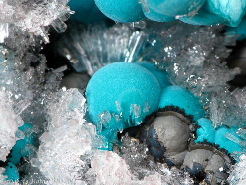 fuckyeahmineralogy:  Rosasite (Cu,Zn)2(CO3)(OH)2), normally forms in round, botryoidal shapes in zinc/copper deposits.  The rosasite is on hemimorphite, a zinc silicate, which is typically associated with smithsonite. 