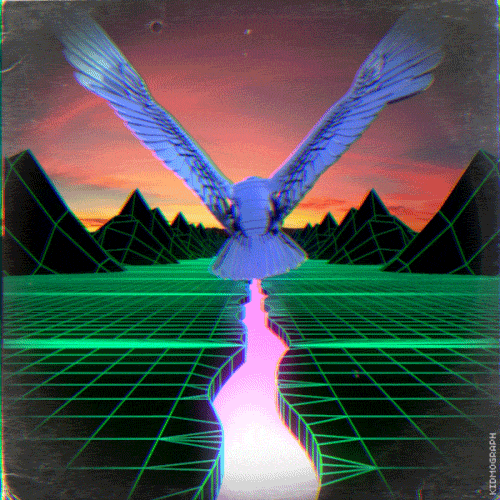 follow the bird