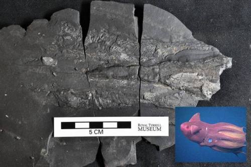 An early Jurassic Konservat-LagerstätteThe mouthful of German in the title is a term awarded to spec