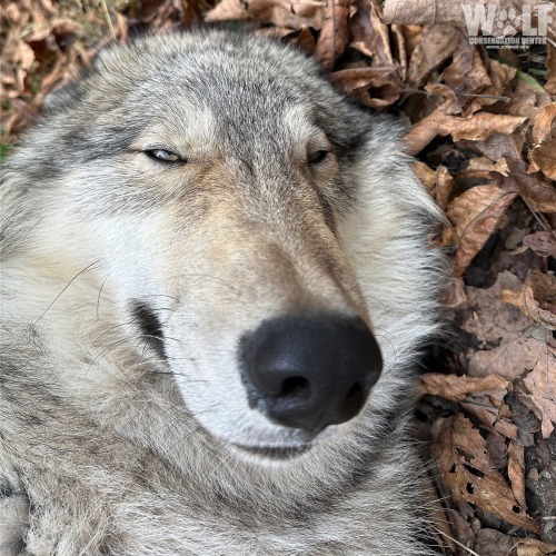 Silly Wolf Photos From WCC. Reblog If You Agree 