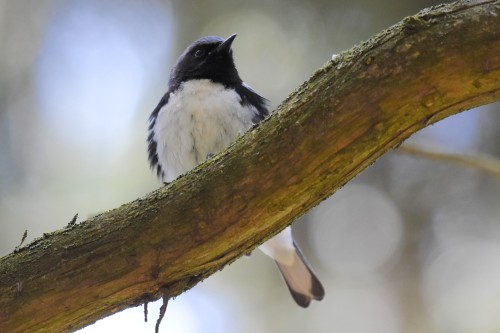 Had a pretty good day yesterday at Rosetta McClain gardens. I am particularly happy with the wood th