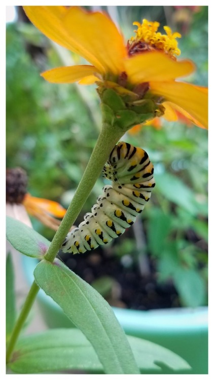 dogman707: Changing - by Dogman707Top - First day of the caterpillar starting to change to a butterf