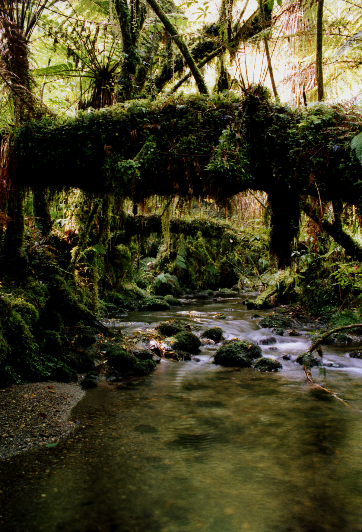 theencompassingworld:  breathtakingdestinations:  Minnehaha Trail - New Zealand (by anoldent) 