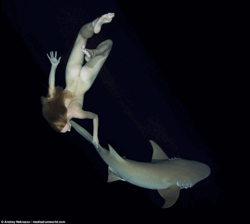 cyberoticanada: ard-it:  Swimming with sharks, Andrey Nekrasov  (via thisisnthappiness)  @these