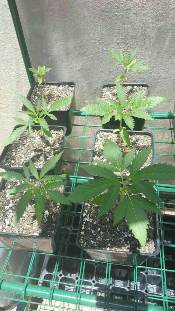 tree–daddy:  Half of the Ghost Train Haze seedlings resting in the greenhouse