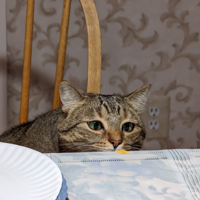 A photo of Willabee, a brown tabby cat with green eyes. She is sitting on a chair, leaning over the edge of a table to sniff two pieces of shredded cheddar there.