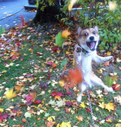 thriveworks: Dogs Freaking Out Over Fall (see 7 more)