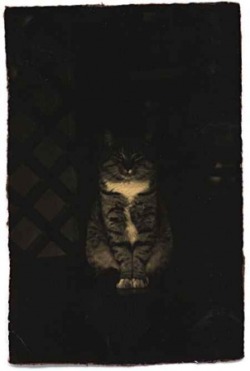  Masao Yamamoto cat 