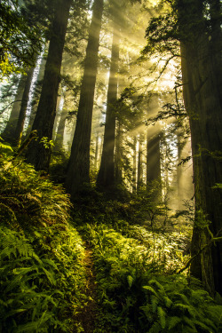 tulipnight:  Morning Sunrays in the Redwoods