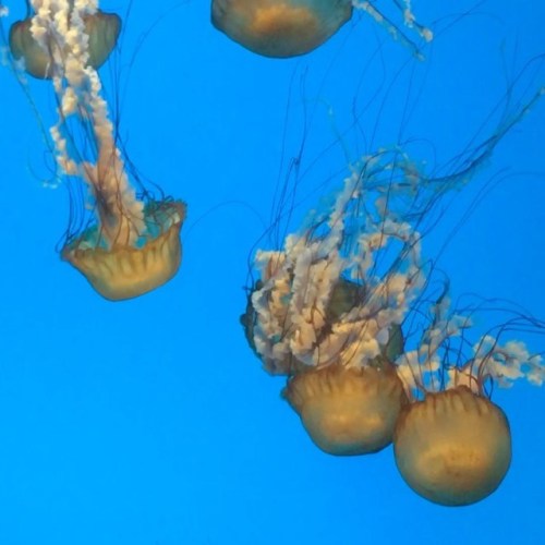 Jellyfish #photo#photography#baltimore#baltimoreaquarium#nationalaquarium#fish#sharks#turtles#coral#