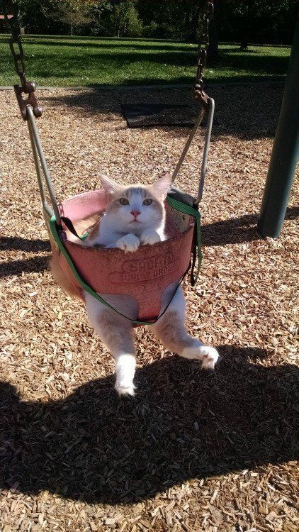 justcatposts:
“So, you gonna push me or nah?
”