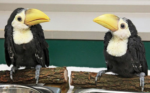badcharacterdesign: stock cartoon crows look more like baby toucans than actual corvids