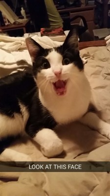 wakaswagihomie:  vikingserket:  wakaswagihomie:  I TRIED TO TAKE A PICTURE OF YEEHAW YAWNING AND  is your cat called yeehaw  His full name is Yeehaw Will Smith 