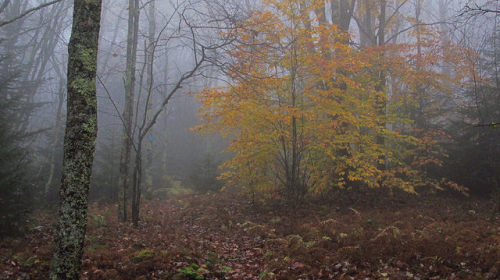 Monongahela National Forest - Highland Scenic Highway (Black Mountain Trail) by Force Majeure Studio