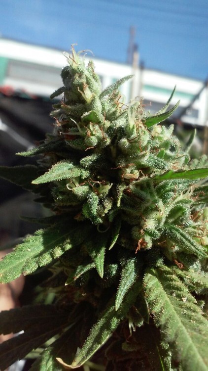nickijuana:  toke-till-you-choke:  Some of the harvest. 🍁🔥  I cannot wait until I can grow my fuckin seeds.. 