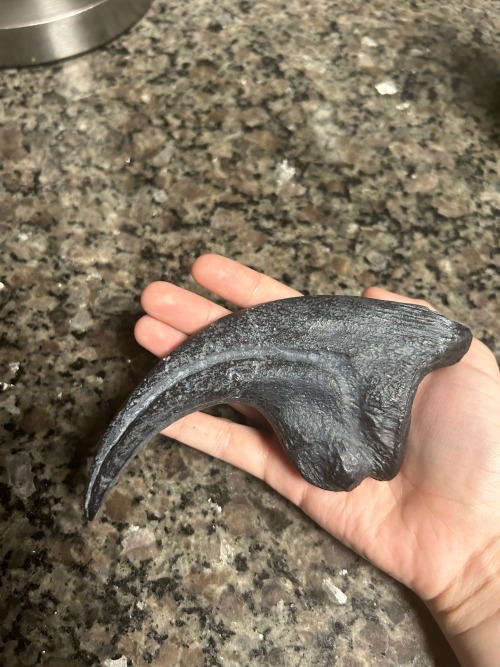 Allosaurus Fragilis Middle Toe Claw Replica. Cast Of A Fossil Found In The Morrison Formation At The