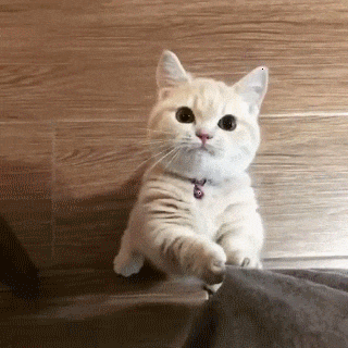 Cat GIF Central